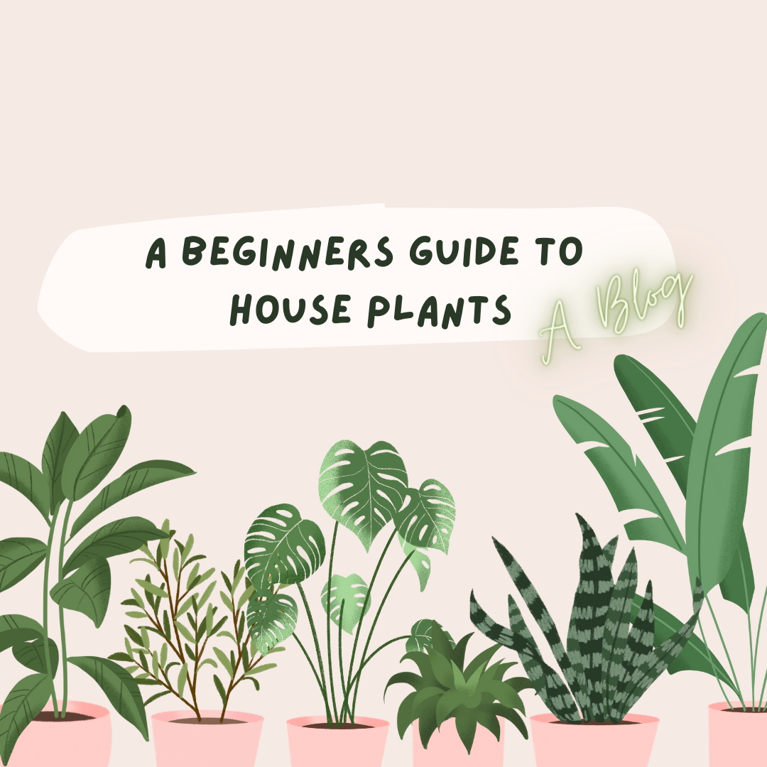 A Beginners Guide To House Plants - Happy Hour Copy